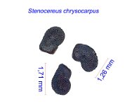Stenocereus chrysocarpus.jpg